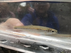 Notropis stilbius