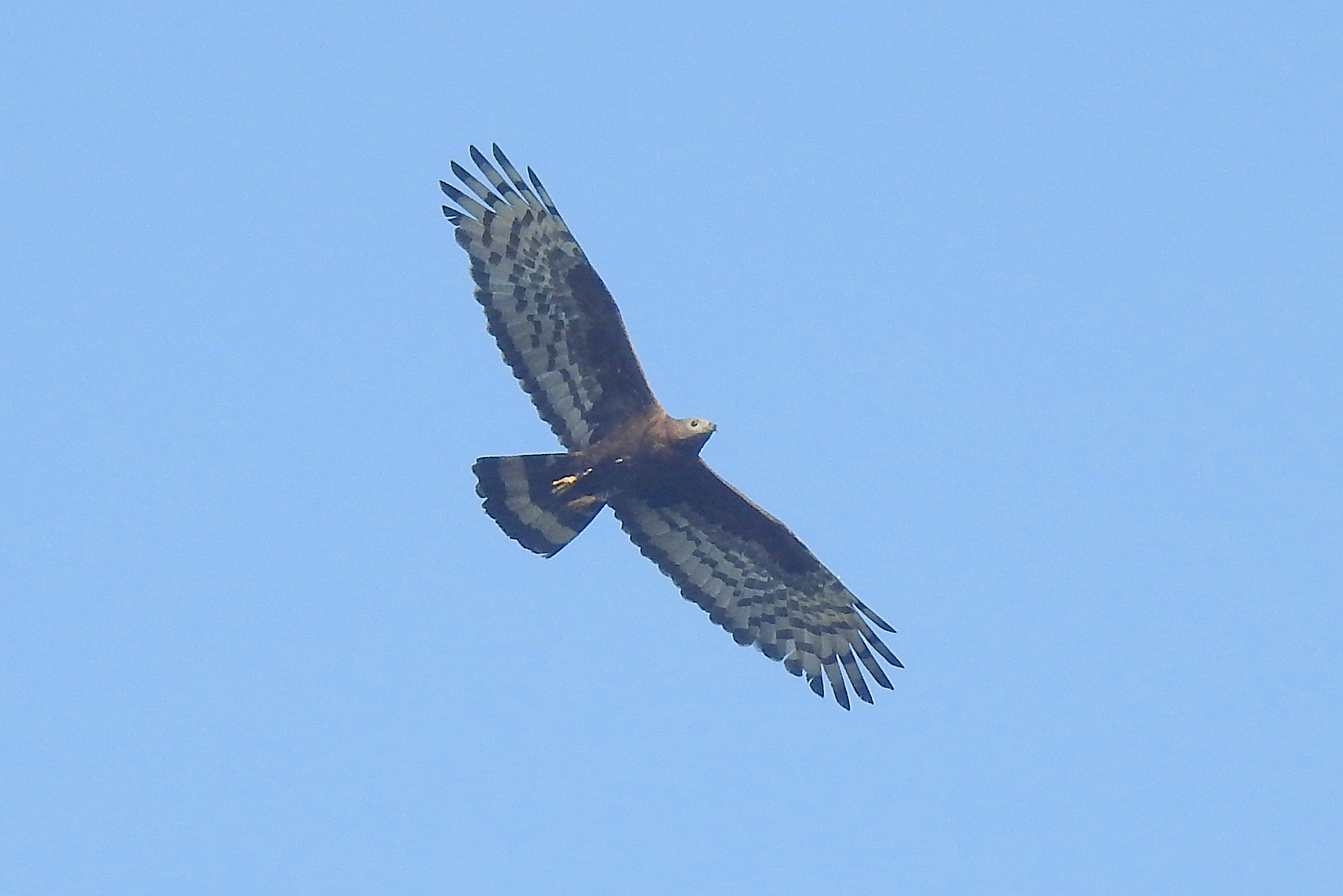 Pernis ptilorhynchus ruficollis