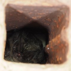 Barbastella barbastellus