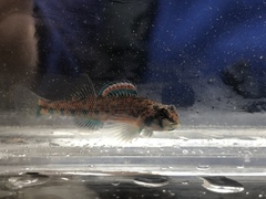 Etheostoma stigmaeum