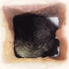 Barbastella barbastellus