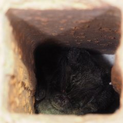 Barbastella barbastellus