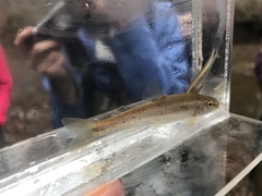 Campostoma oligolepis