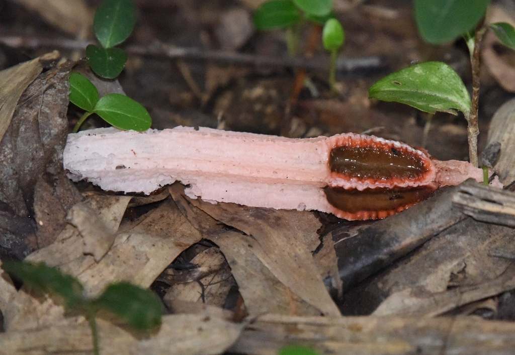 lantern stinkhorn from 中国河南省郑州市二七区 on September 28, 2023 at 01:01 PM by ...