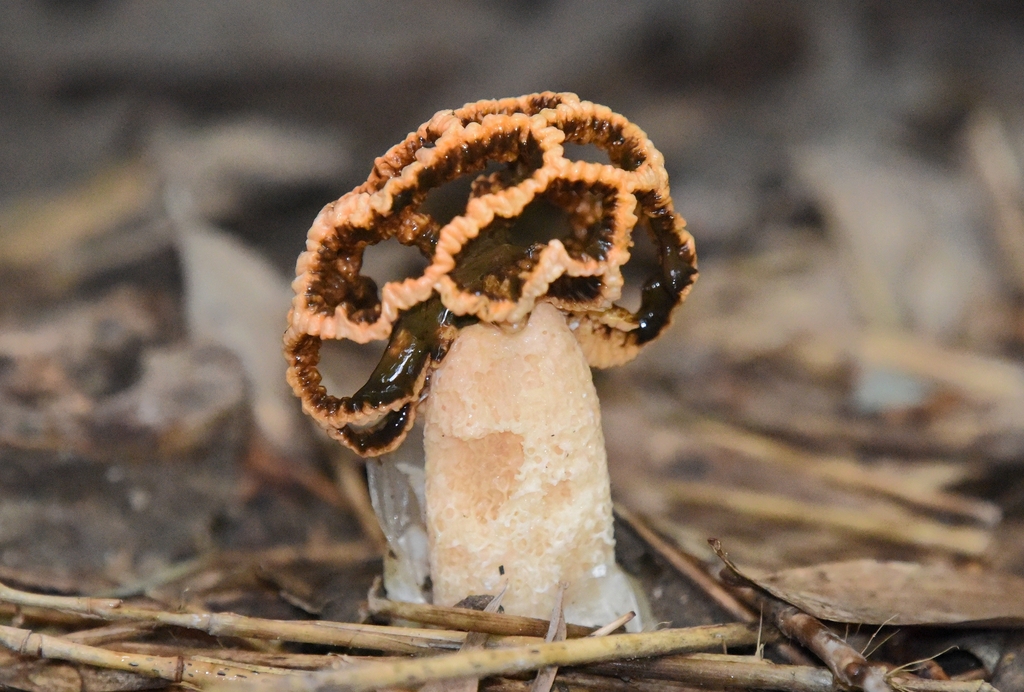 Lysurus habungianus