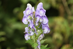 Aconitum nasutum