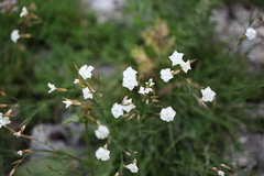 Dianthus cretaceus