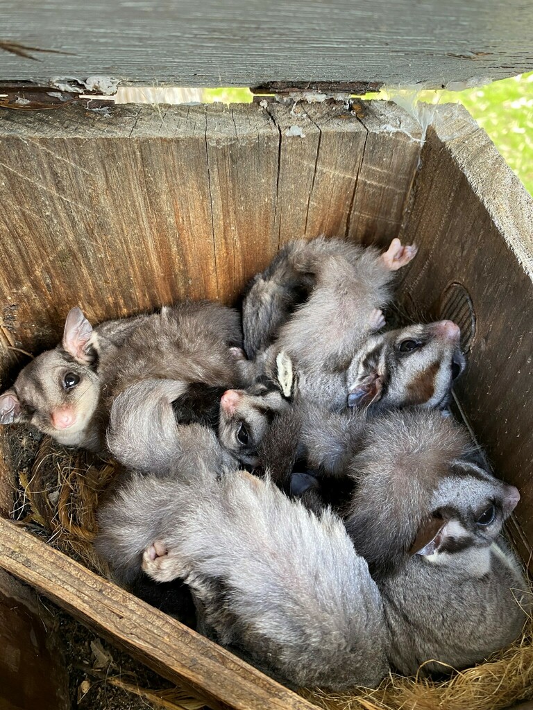 Sugar Glider from St Andrews VIC 3761, Australia on September 27, 2023