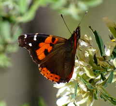 Vanessa vulcania