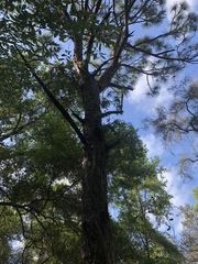 Pinus elliottii densa
