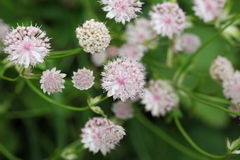 Astrantia trifida