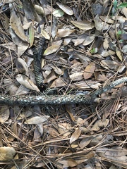 Pinus elliottii densa