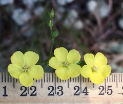 Linum floridanum