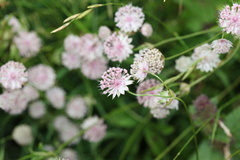 Astrantia trifida