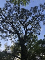 Pinus elliottii densa