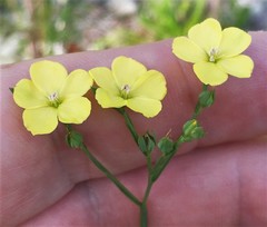 Linum floridanum