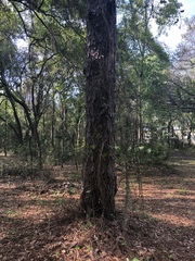 Pinus elliottii densa