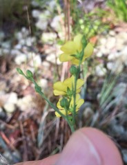 Linum floridanum