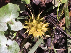 Liquidambar styraciflua image