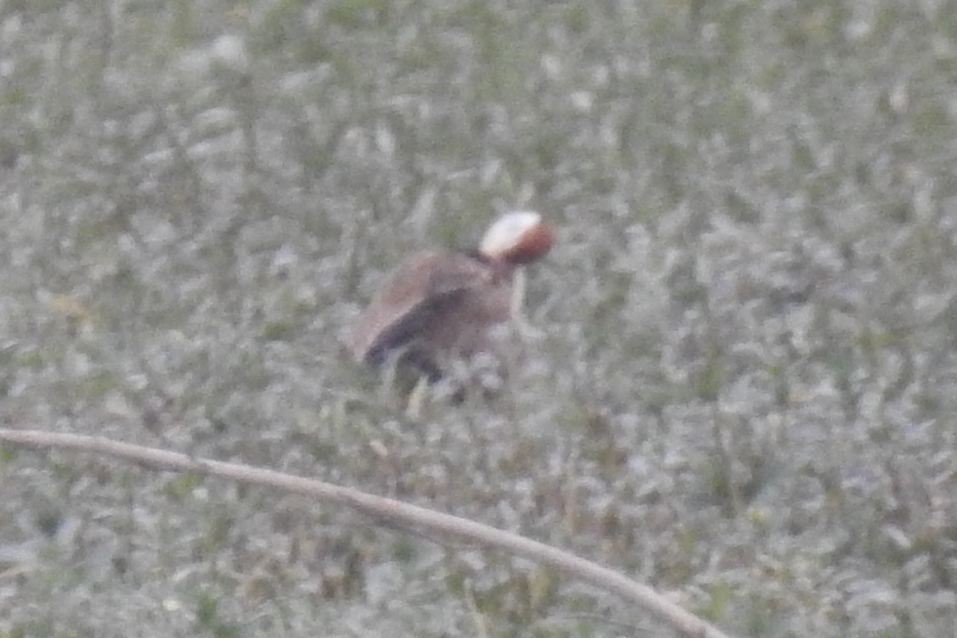 Bronze-winged Jacana