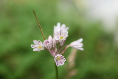 Allium kunthianum