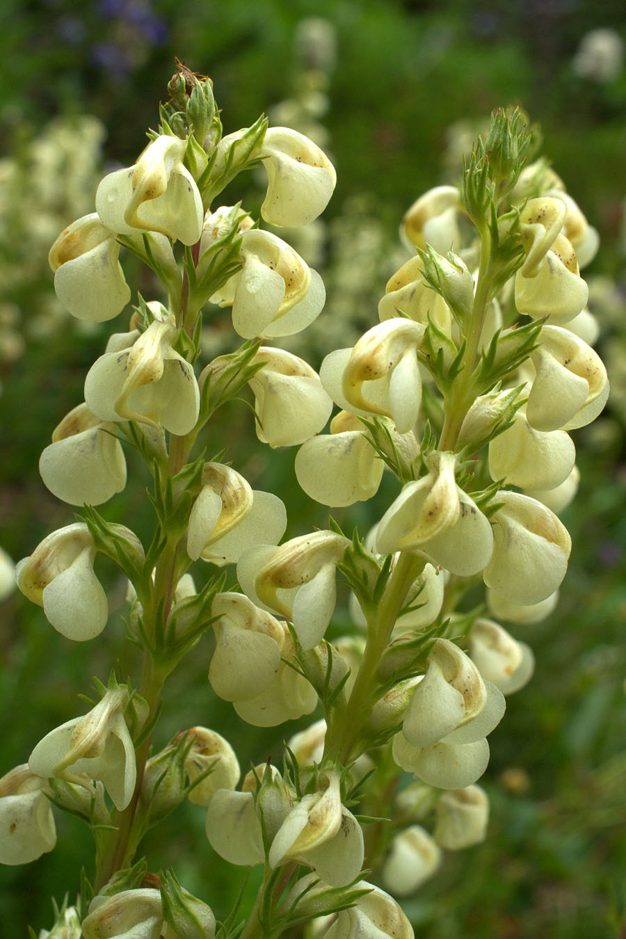 Pedicularis contorta var. contorta