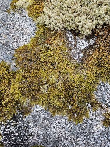 Image of Racomitrium fasciculare by (c) Helen Waterman, some rights reserved (CC BY)
