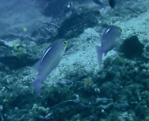 Scolopsis ciliata