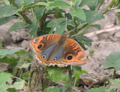 Junonia genoveva hilaris
