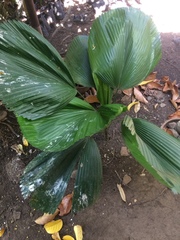 Saribus rotundifolius