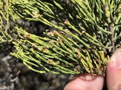 Veronica cupressoides