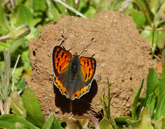 Lycaena phlaeas