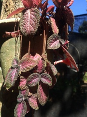 Episcia reptans