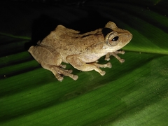 Tuberculate Tree Frog photo 3