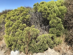 Veronica cupressoides