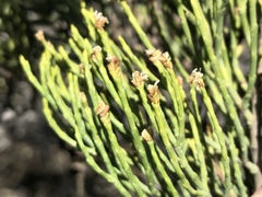 Veronica cupressoides