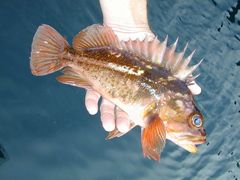 Sebastes caurinus