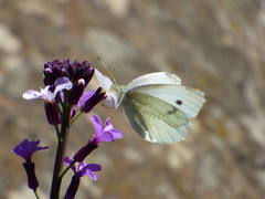 Pieris rapae