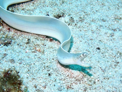 Ribbon moray (Pseudechidna brummeri) — Muraenidae — 4