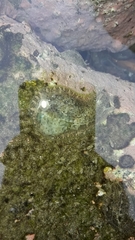 Dolabrifera nicaraguana