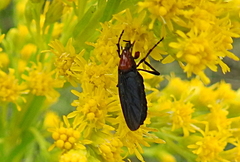 Dilophus pectoralis