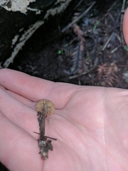 Lyophyllaceae