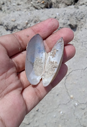 Indonaia caerulea observed 2023-09-23