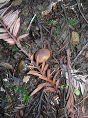 Lyophyllaceae