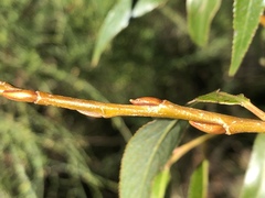 Salix × pendulina