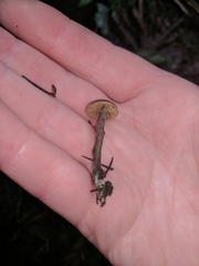 Lyophyllaceae