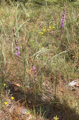 Liatris tenuifolia