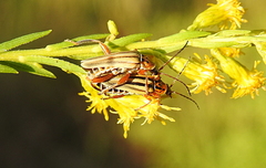 Chauliognathus scriptus