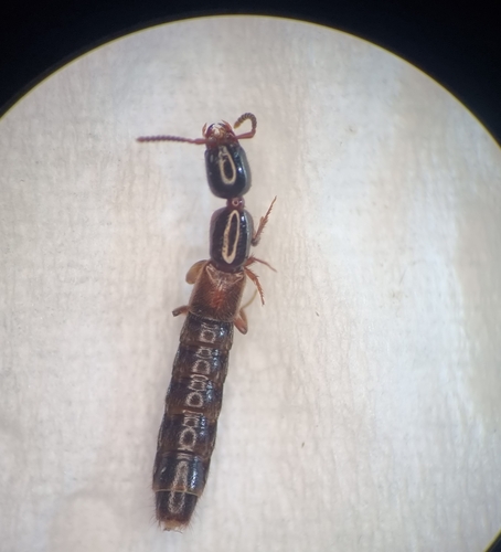 Xantholinus laevigatus