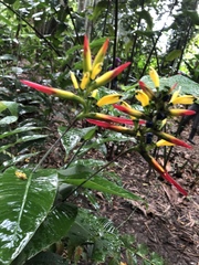 Heliconia hirsuta